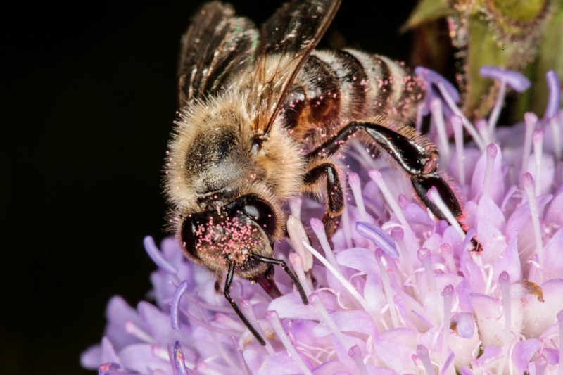 Carniola Bee